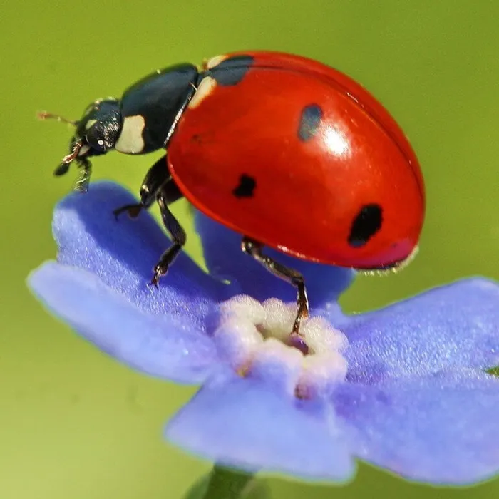 Семинар литературной студии «Созвездие Л».Детские рассказы Екатерины Степановой